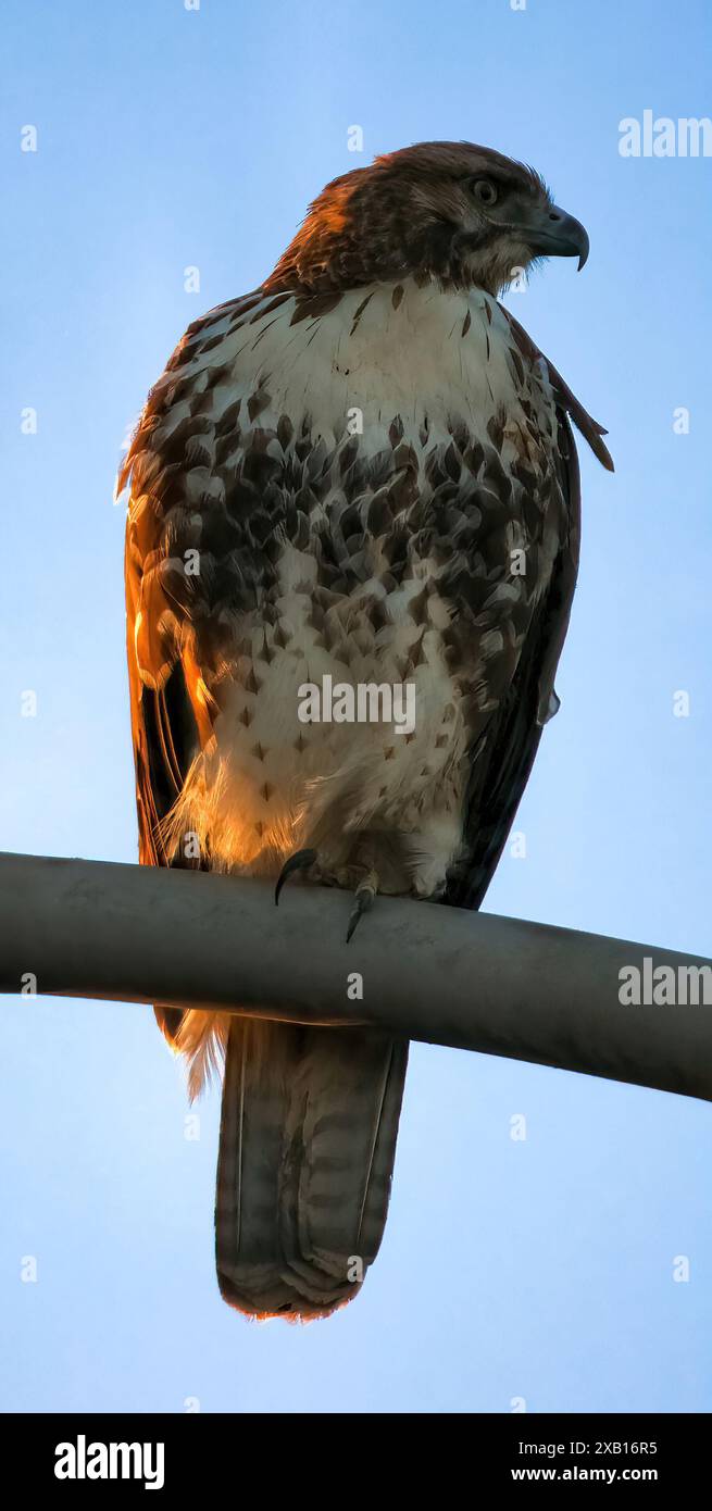 Juvénile Hawk à queue rouge perché sur un lampadaire au coucher du soleil. Palo Alto Baylands, comté de Santa Clara, Californie, États-Unis. Banque D'Images
