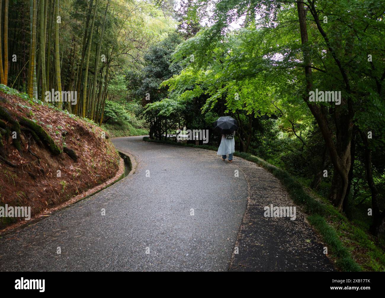 Figure solitaire avec parapluie promenades le long de la route sinueuse dans la forêt luxuriante et verdoyante ou parc, la tranquillité et la sérénité de la nature. Banque D'Images