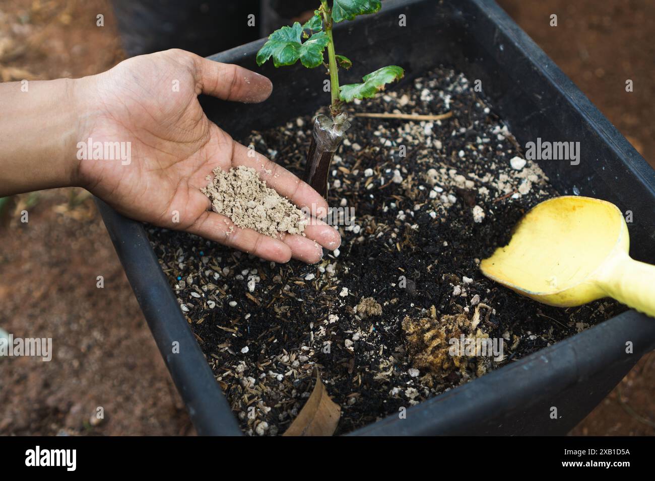 En utilisant de la chaux agricole sur une plante, utiliser pour élever le pH du sol. Le processus d'ajout de chaux au sol est appelé chaulage. Banque D'Images