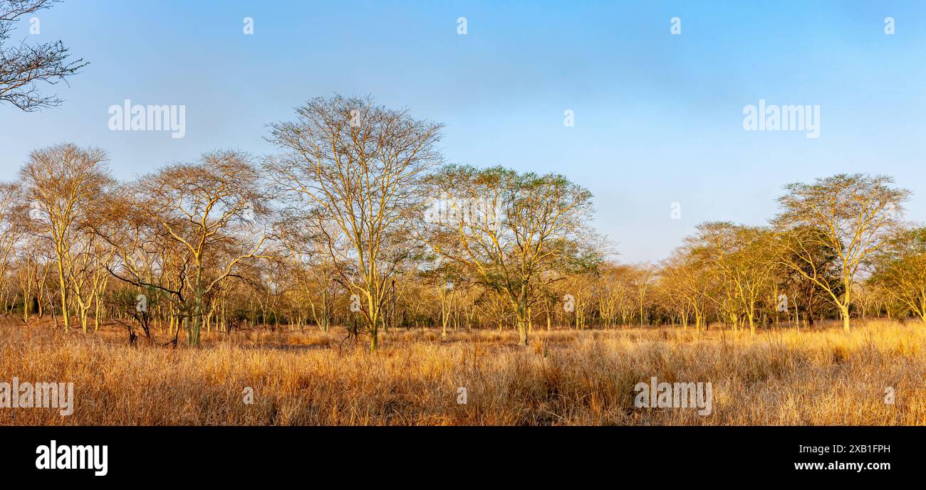 Mozambique, Sofala, Gorongosa, forêt d'arbres fébriles - Vachellia xanthophloea Banque D'Images