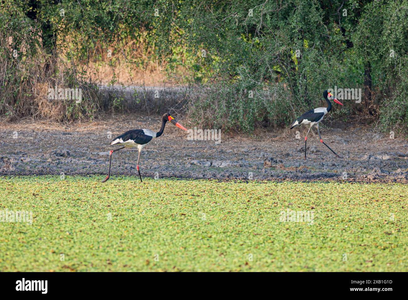 Mozambique, Sofala, Gorongosa, cigogne à bec de selle (Ephippiorhynchus senegalensis) Banque D'Images