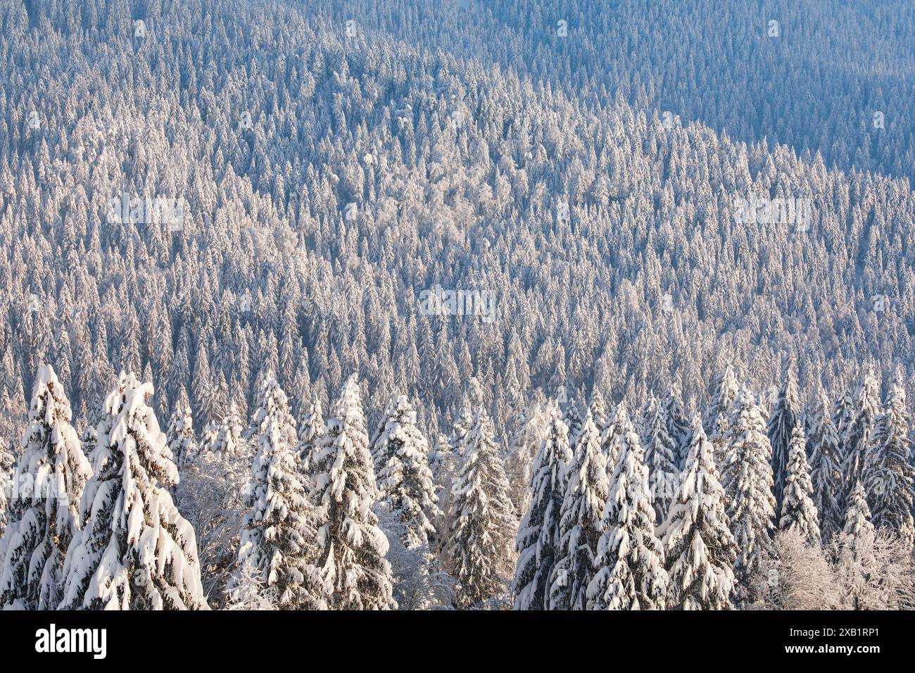 Géographie / voyage, Suisse, forêt d'épicéa enneigés à Ratenpass, procession, NO-EXCLUSIVE-USAGE POUR LE PLIAGE-CARTE-VOEUX-CARTE-POSTALE-UTILISATION Banque D'Images