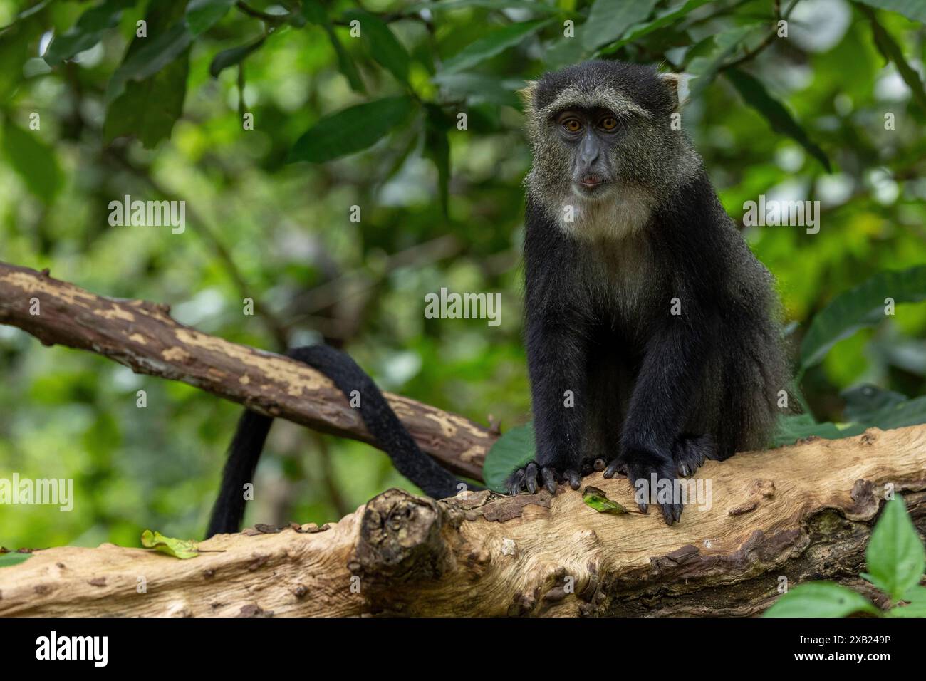 Un singe bleu est assis sur une branche dans une forêt Banque D'Images