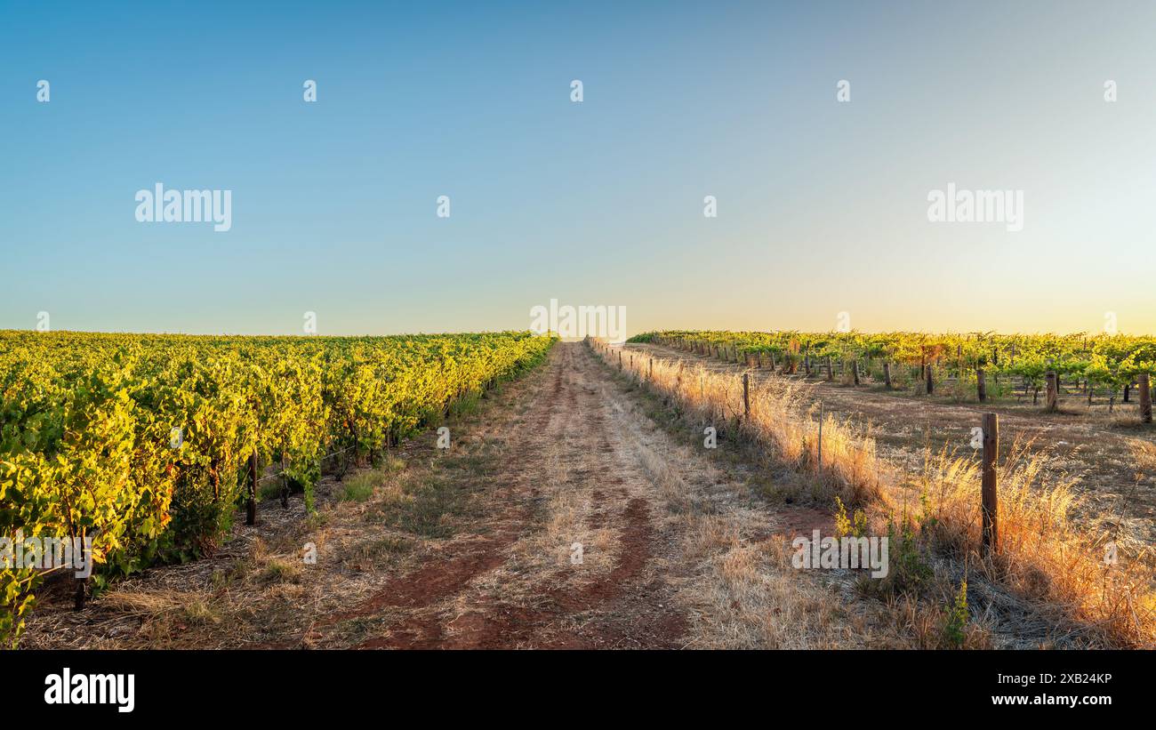 Vignobles de la région viticole de Barossa Valley au coucher du soleil, Tanunda, Australie méridionale Banque D'Images