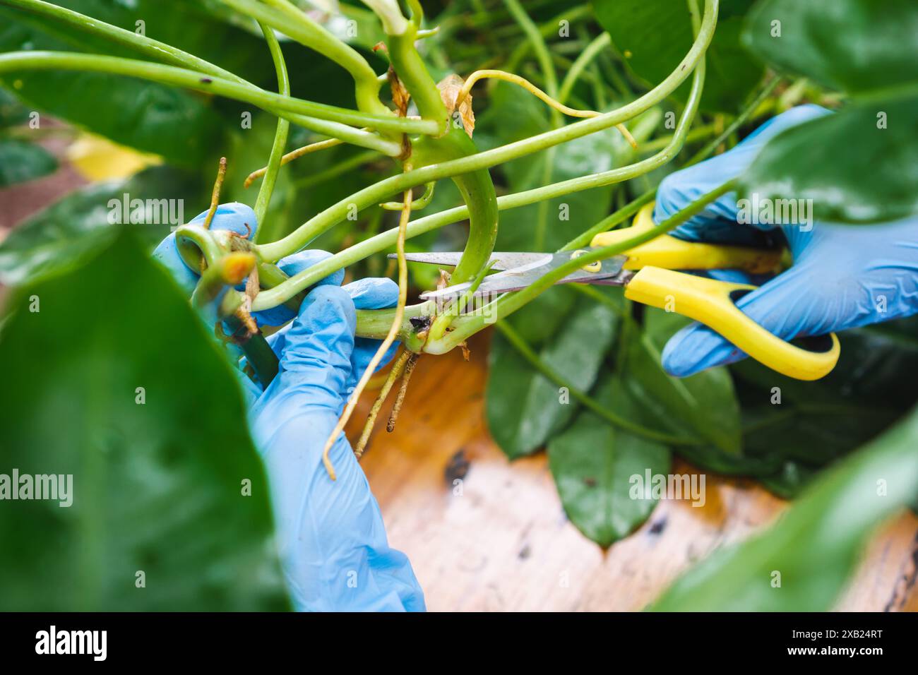 jardinage à la maison, une femme avec des gants bleus propageant la plante par snipping et la plante submergée partielle dans un bocal en verre, vue de dessus Banque D'Images