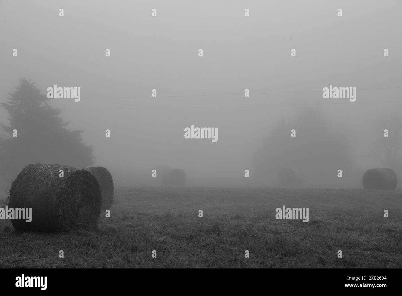 Beaucoup de balles rondes dans un champ un matin brumeux Banque D'Images