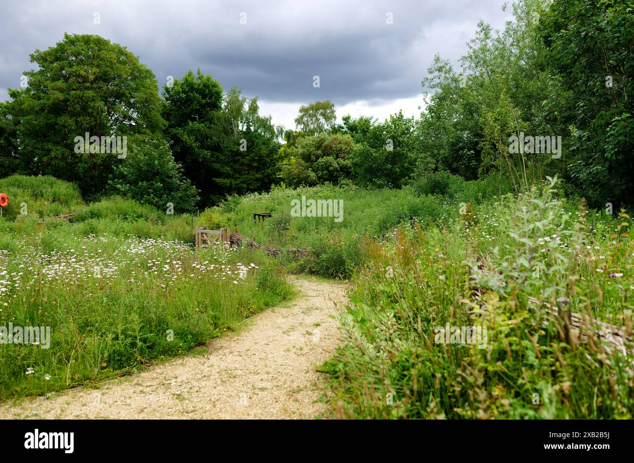 Sentier à travers une zone de prairie sauvage de la réserve naturelle de Northcote, Isleworth, Angleterre. Banque D'Images
