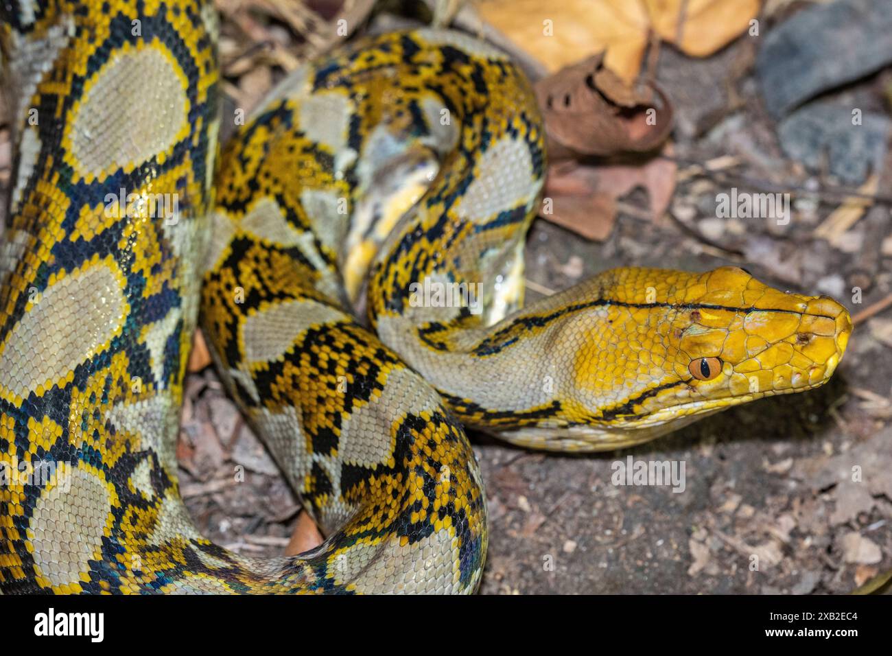Python réticulé (Malayopython reticulatus) avec Patterning jaune Banque D'Images