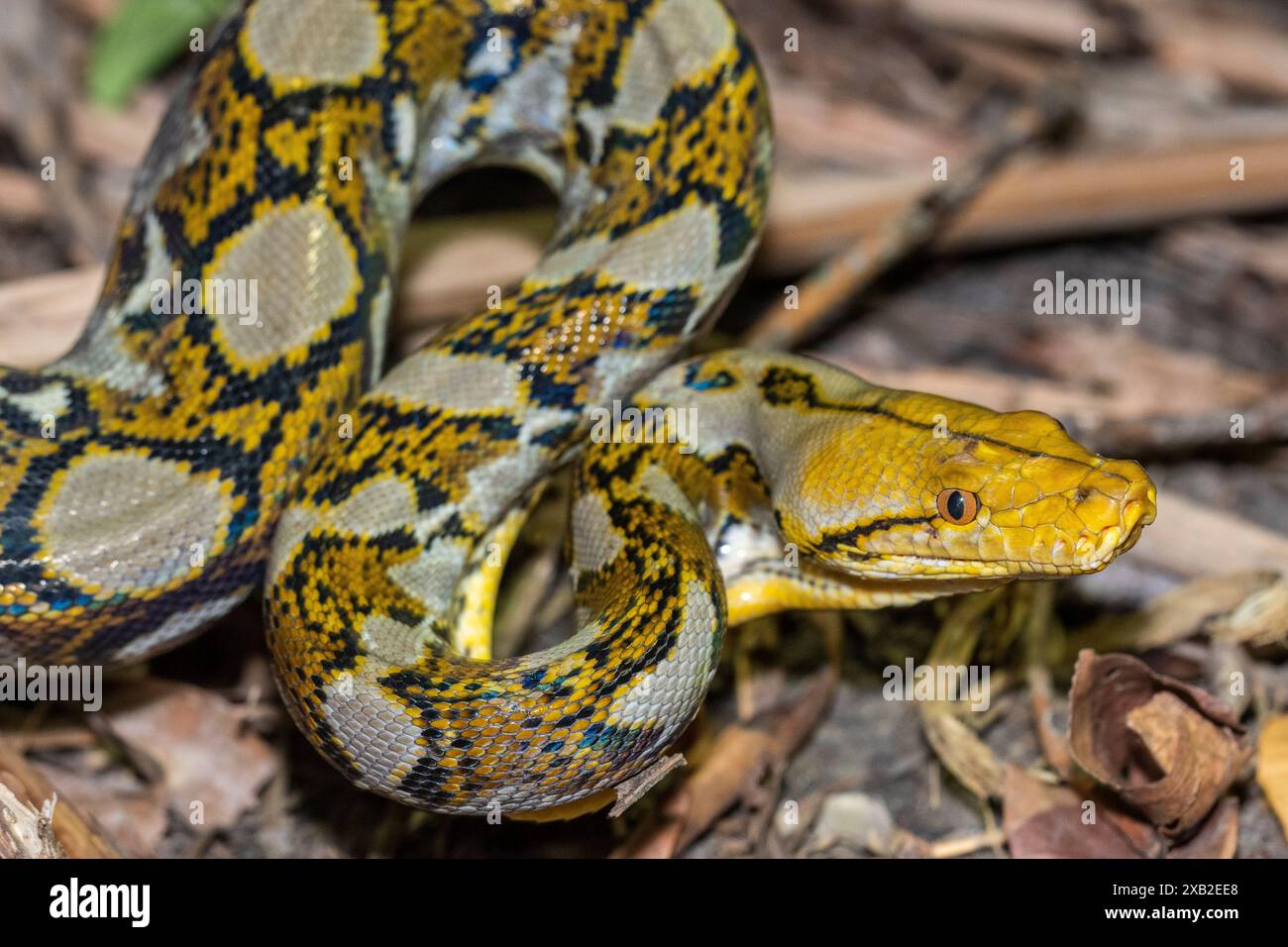 Python réticulé (Malayopython reticulatus) avec Patterning jaune Banque D'Images