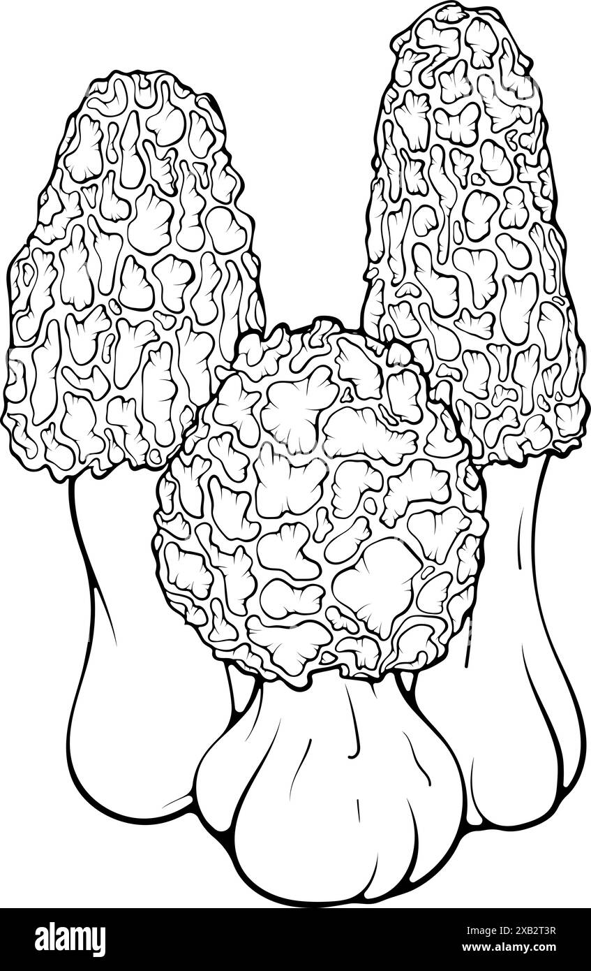 Trois champignons morilles alignent l'art Illustration de Vecteur