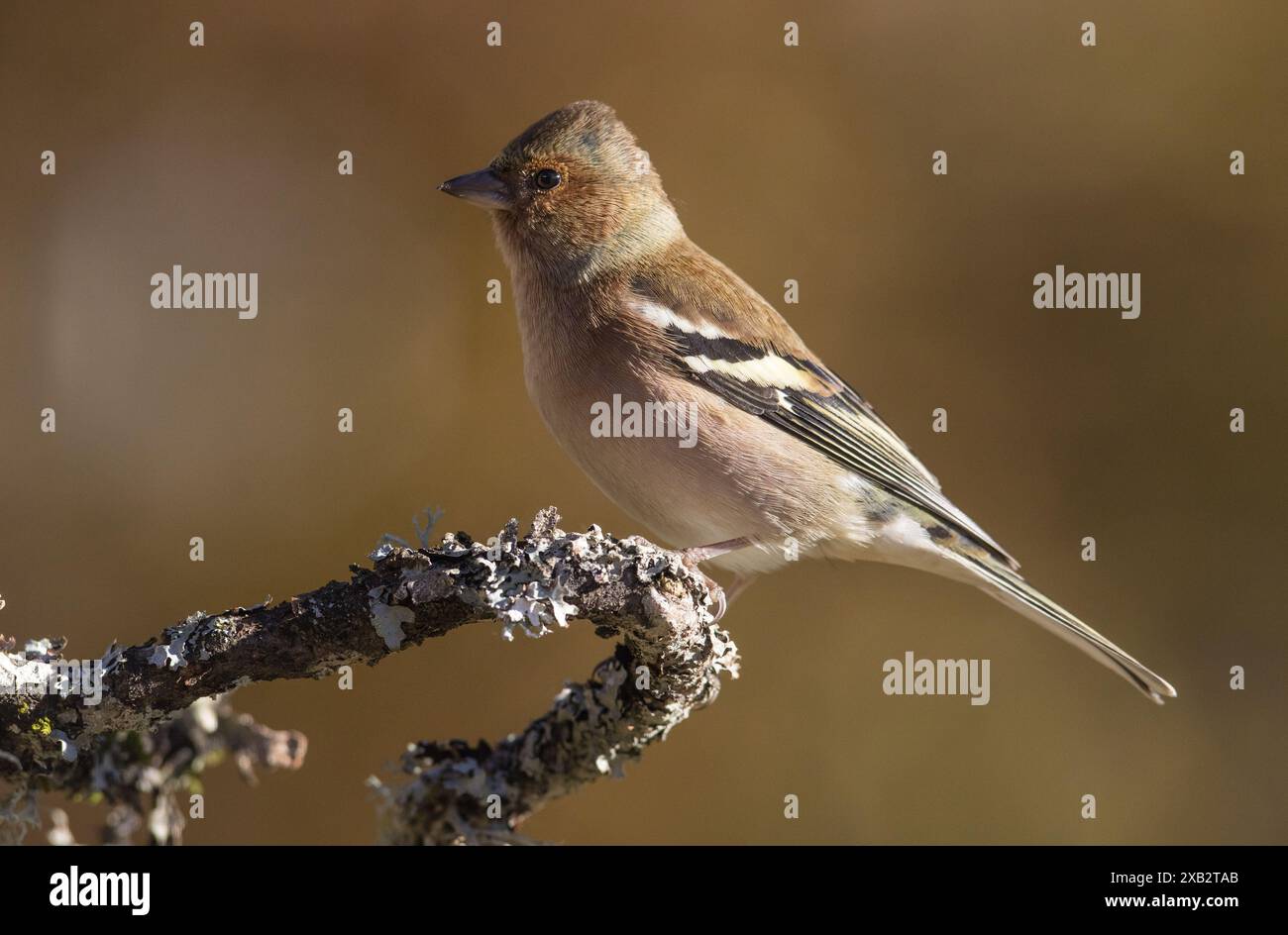 Une charmante fringille coelebs est magnifiquement capturée alors qu'elle se perche sur une branche ornée de lichen, sur un fond doux et flou qui met en valeur Banque D'Images