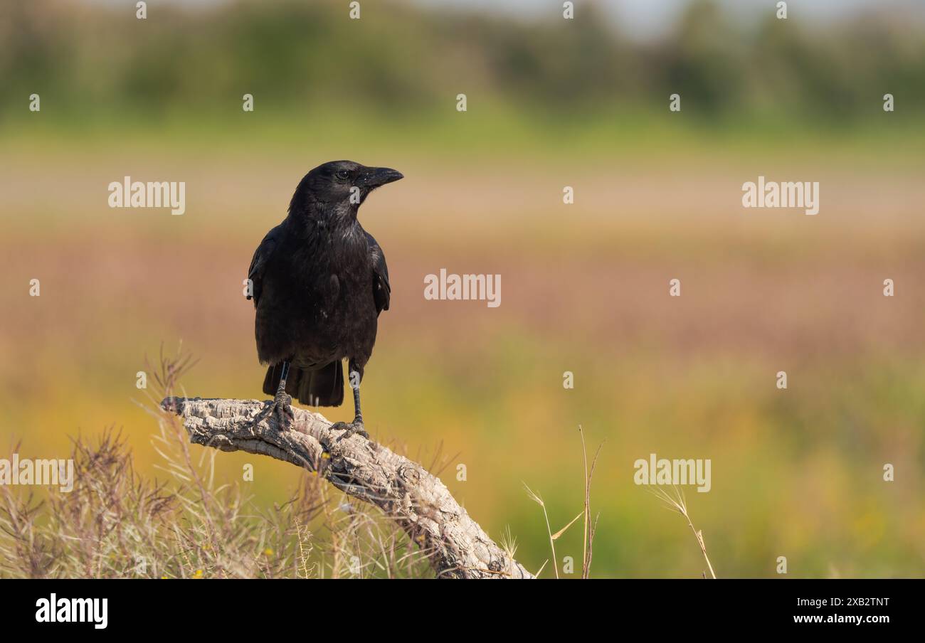 Un corbeau Carrion noir élégant, Corvus Corone, se dresse majestueusement sur une branche noueuse, surplombant les champs vibrants de Tolède cette image nette capture Banque D'Images