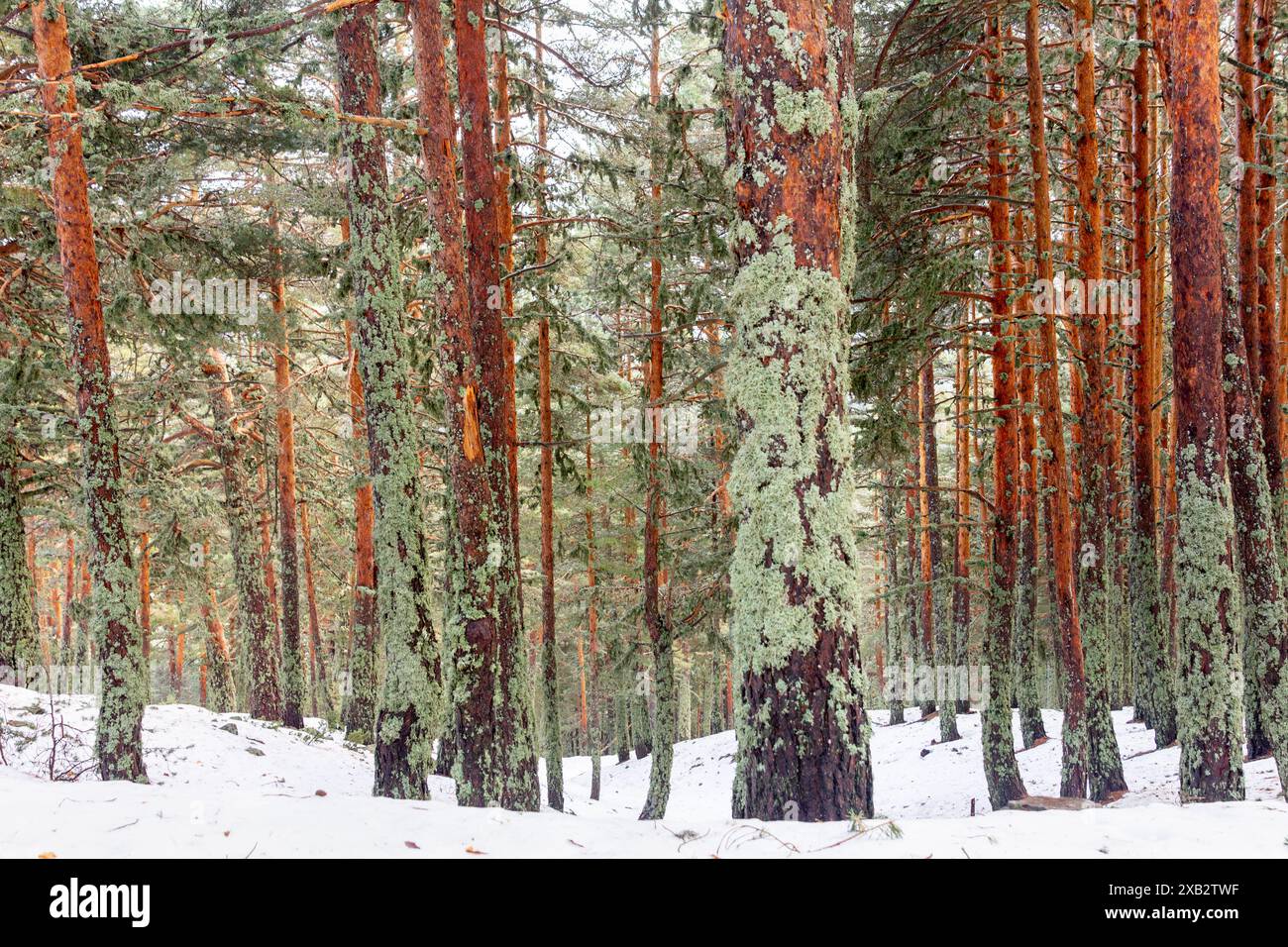 La neige recouvre le sol de la forêt parmi d'imposants séquoias, chargés de mousse verte, dans la sereine Sierra de Guadarrama, en Espagne Banque D'Images