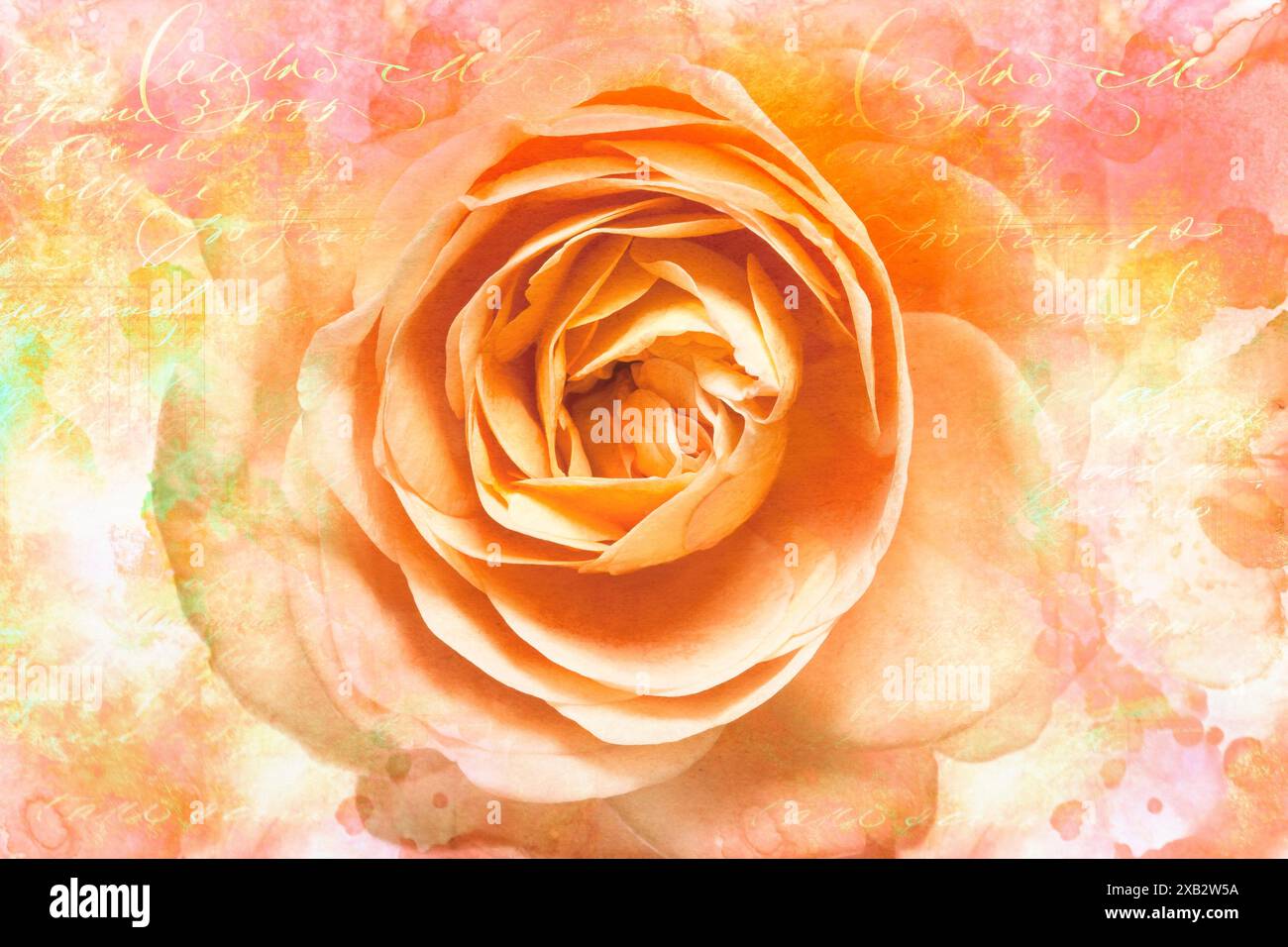 CONCEPT FLORAL : rose rose vue en gros plan adapté pour anniversaire, anniversaire, se bien, Love You carte de voeux. Conçu par Edmund Nagele FRPS Banque D'Images