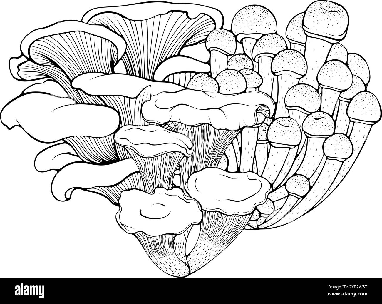 Des grappes de différents champignons forestiers alignent l'art Illustration de Vecteur