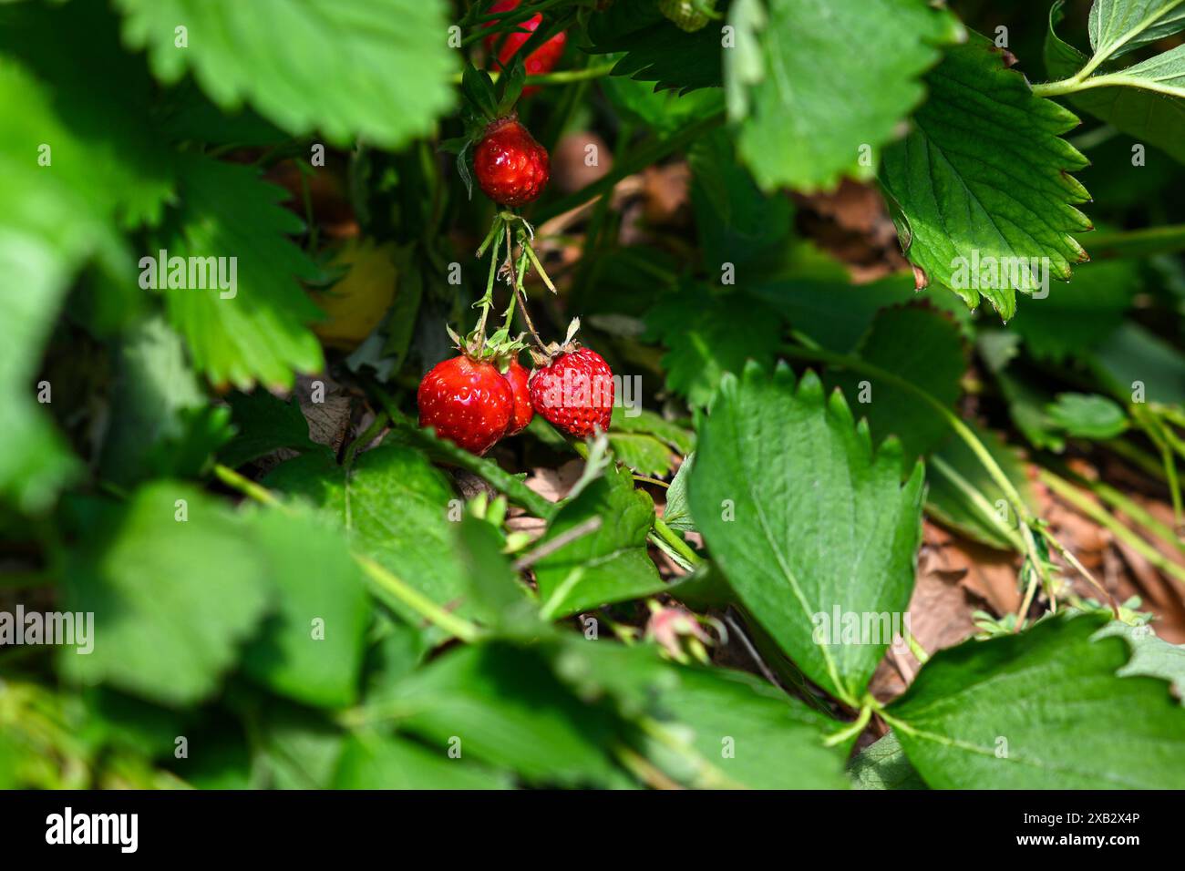 fraises rouges mûres suspendues à une plante à feuilles vertes. Banque D'Images