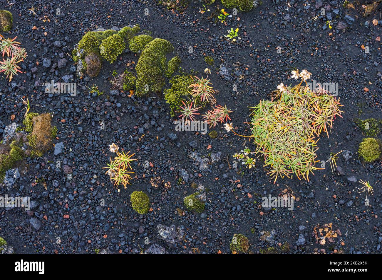 La photo aérienne capture une végétation diversifiée qui germe sur un sol volcanique sombre dans les hautes terres, mettant en évidence la résilience et l'adaptation de la nature Banque D'Images