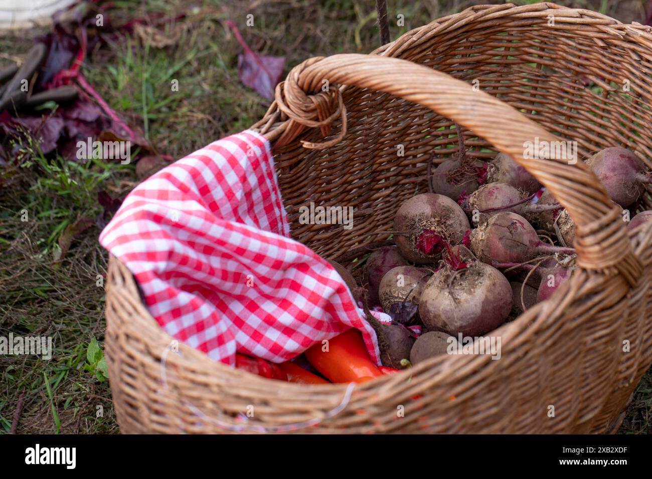 Une vue rapprochée d'un panier en osier rempli de betteraves fraîchement récoltées et de quelques carottes, recouvert d'un tissu à carreaux rouge et blanc, symbolizin Banque D'Images