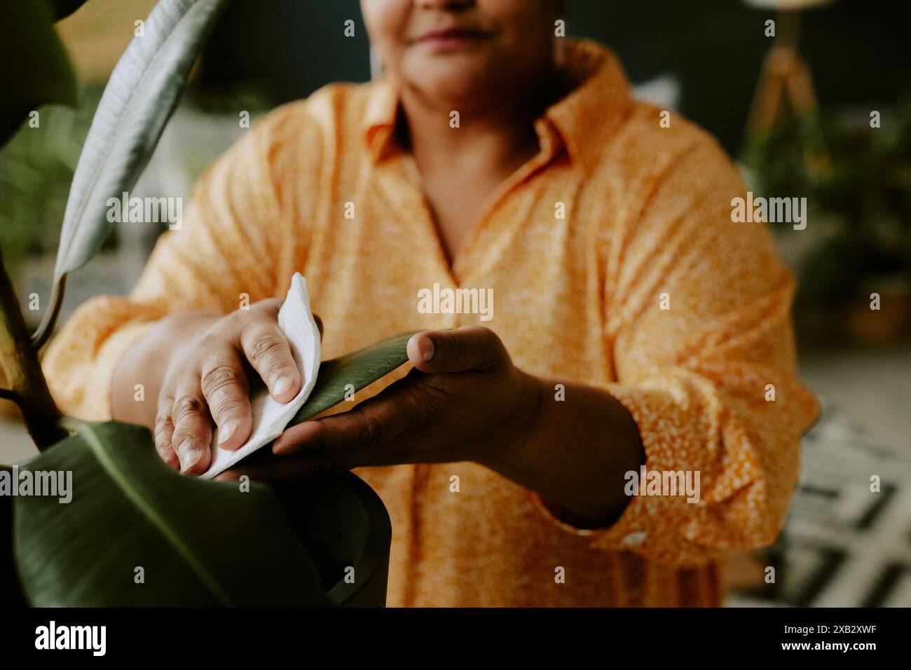 Gros plan photo mains de la femme prenant soin de la plante, arrière-plan flou Banque D'Images