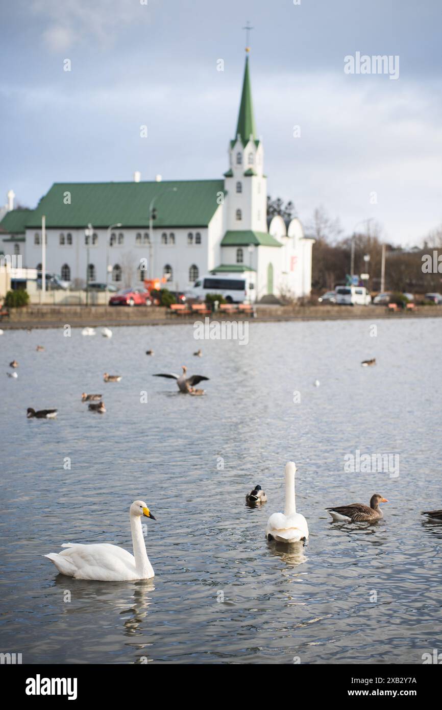 Cygnes et canards glissent paisiblement sur un lac au premier plan d'une église blanche frappante avec un toit vert, situé sous un ciel nuageux montrant un calme Banque D'Images