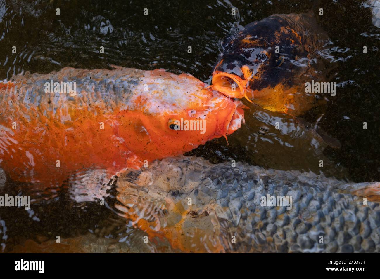 Poissons koï en étang, carpe commune ornementale (Cyprinus carpio) au corps coloré, animal de la famille des Cyprinidae. Banque D'Images