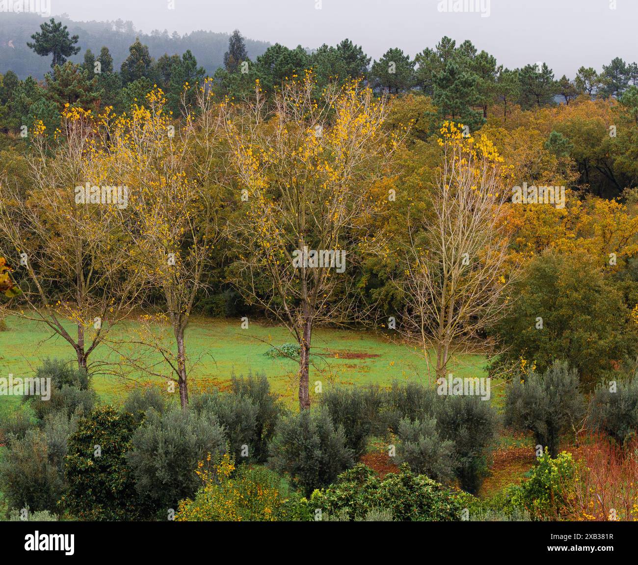 Paysage d'automne dans le centre du Portugal Banque D'Images