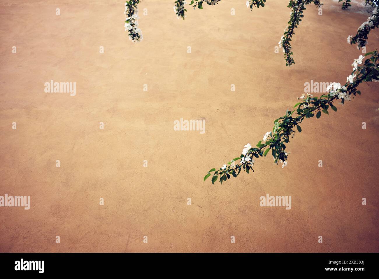 Branches avec fleurs de fleur de pomme blanche sur un sol jaune Banque D'Images