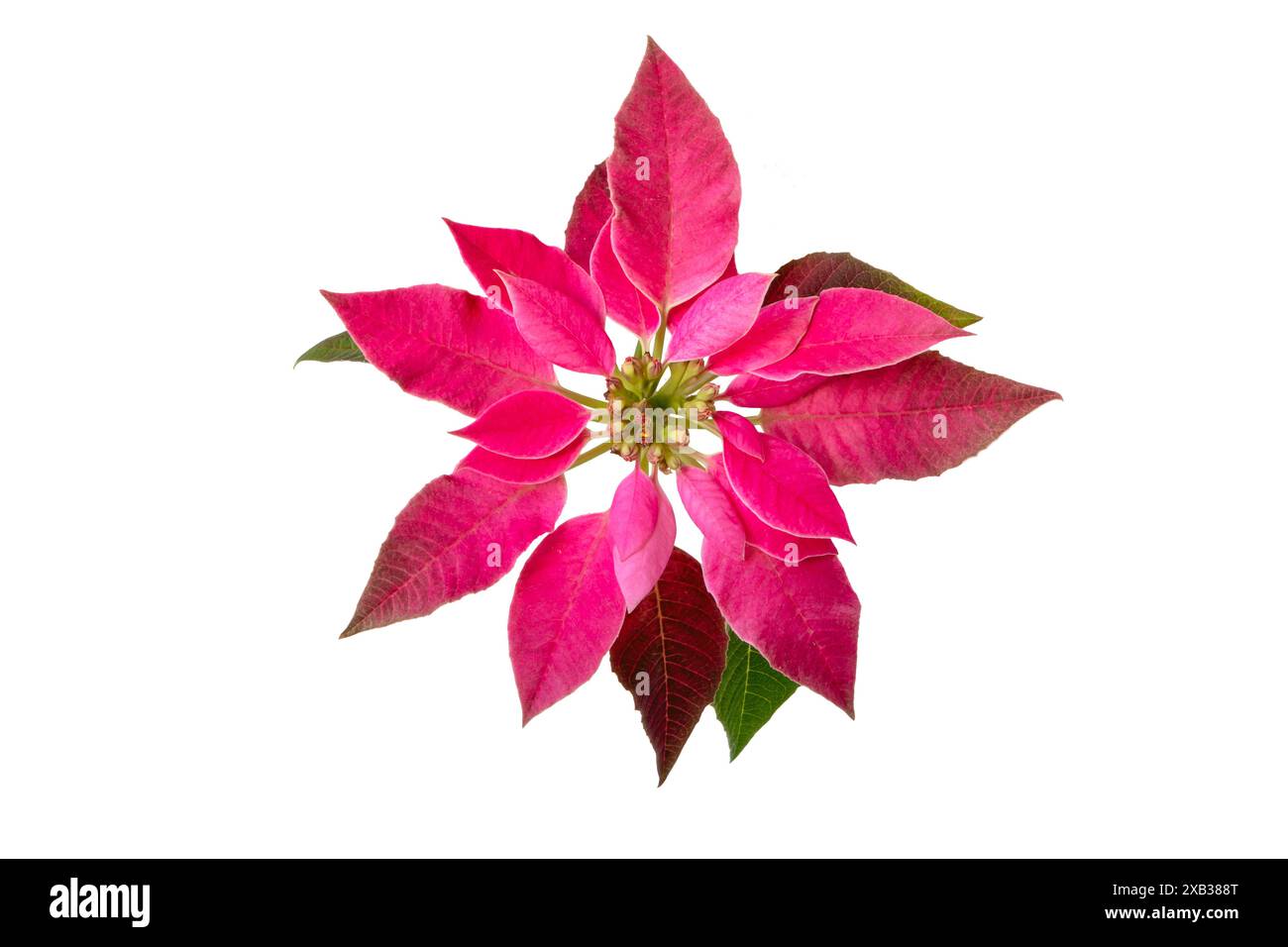 Fleur de Noël poinsettia rose isolée sur blanc. Flor de Pascua. Euphorbia pulcherrima plante avec des bractées de couleur rose. Banque D'Images
