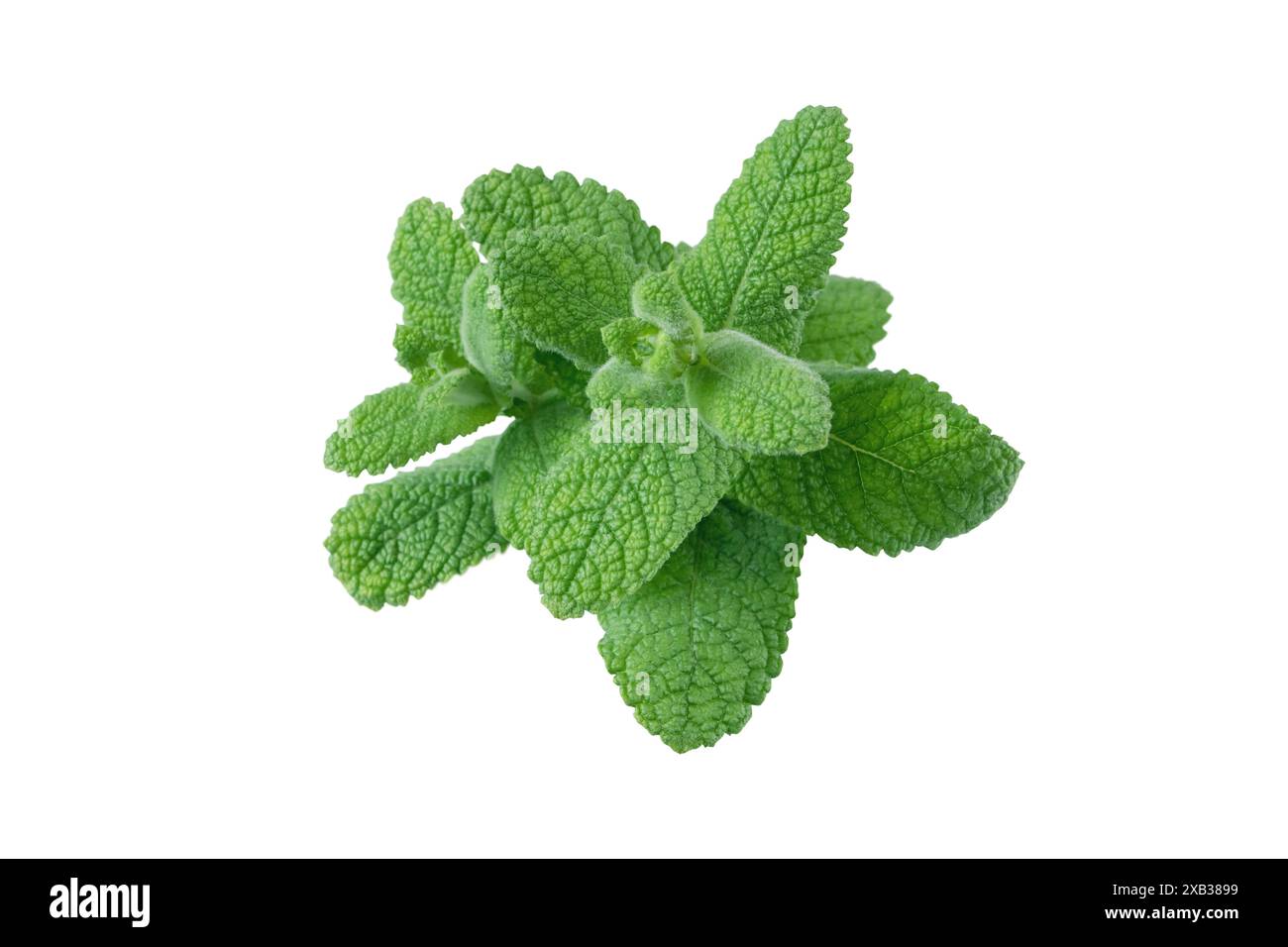 Menthe ou menthe vert rameaux pelucheux isolés sur blanc. Feuilles d'herbes culinaires. Menthe ou mentha suaveolens plante. Aromathérapie ou tisane ingérée Banque D'Images