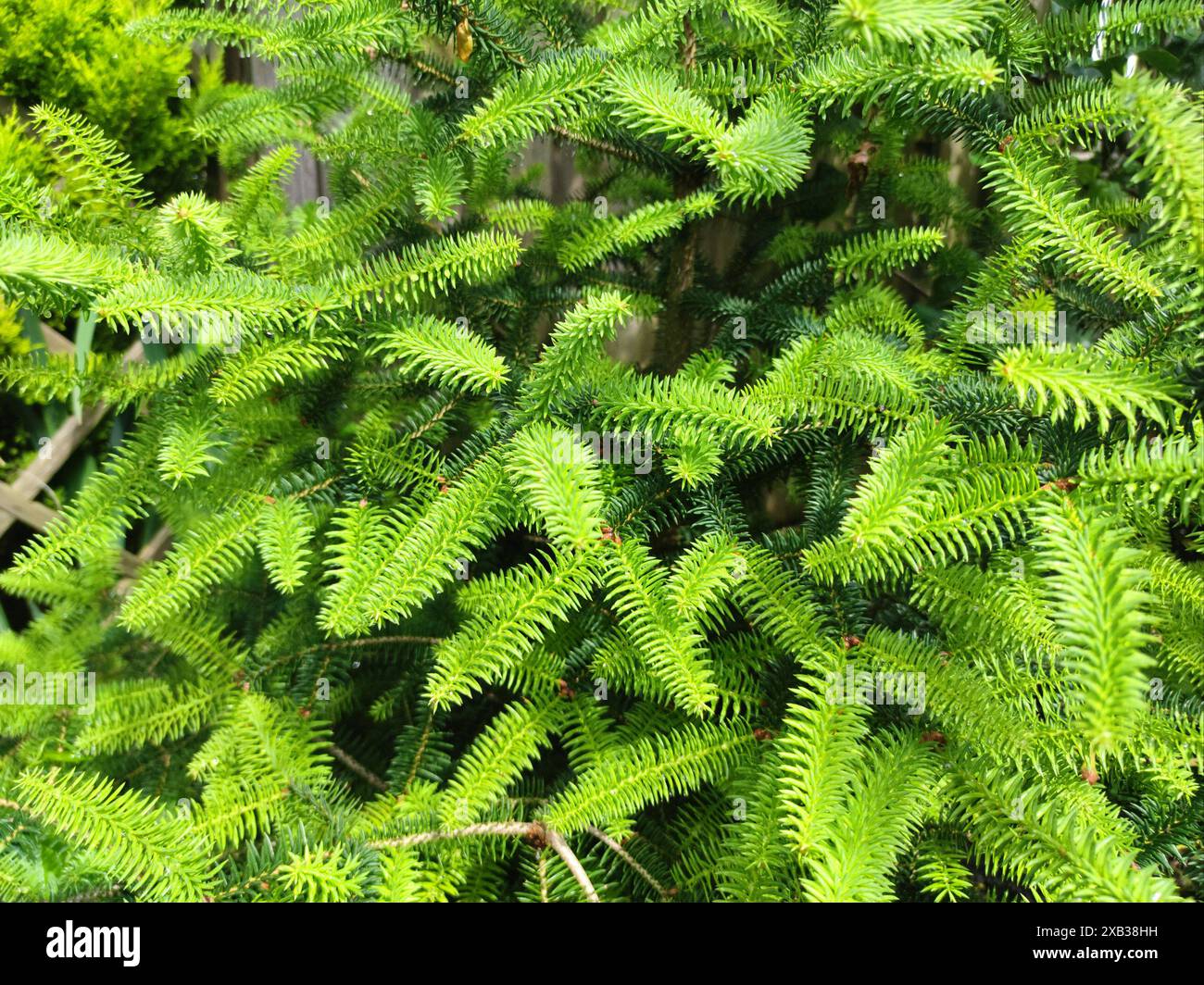 Belles aiguilles vertes d'un sapin argenté (Abies). Convient comme fond ou fond d'écran. Banque D'Images