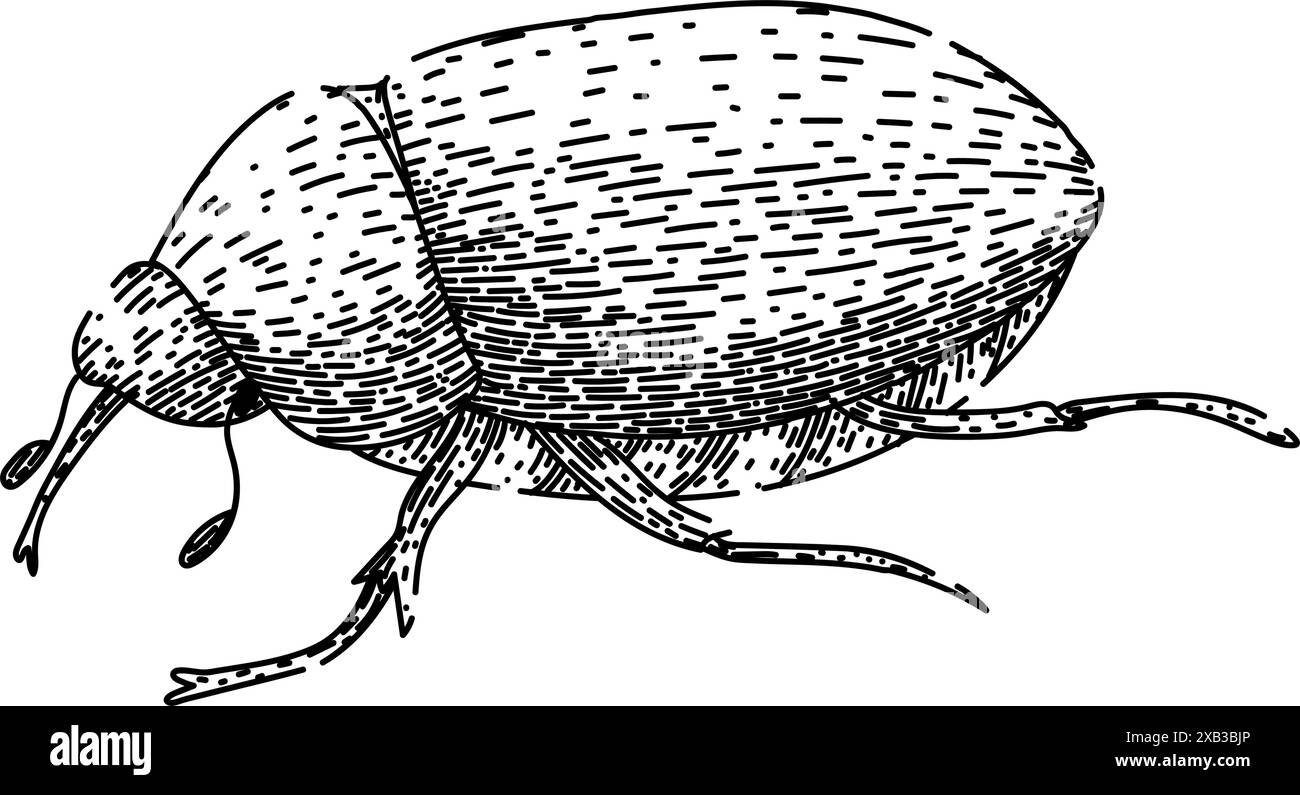 vecteur dessiné à la main par larve chafer Illustration de Vecteur