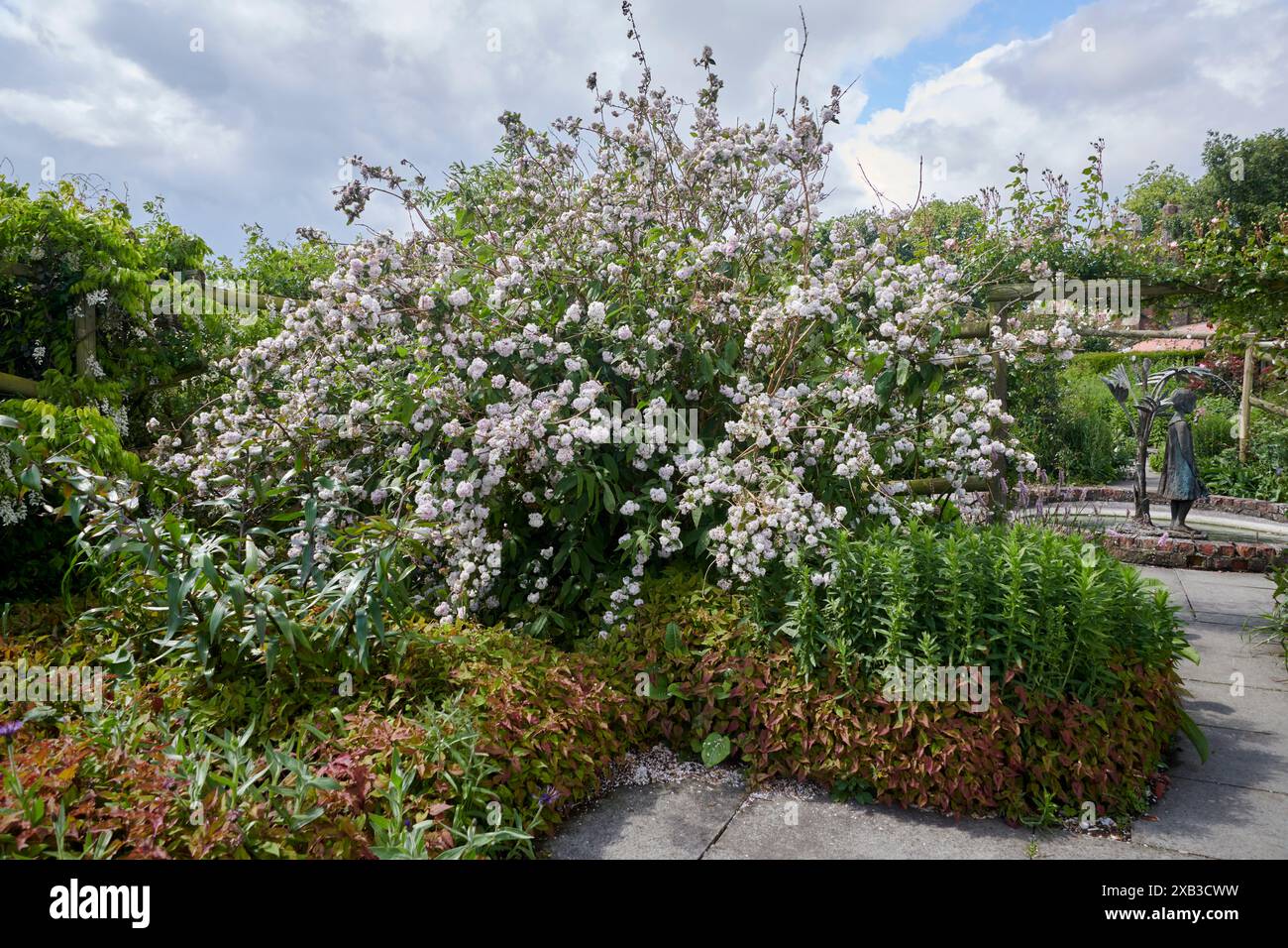 Fuzzy-Pride-Rochester (Deutzia scabra ) arbuste fleuri dans un jardin luxuriant avec un sentier pédestre et pergola en arrière-plan sous un ciel nuageux Banque D'Images