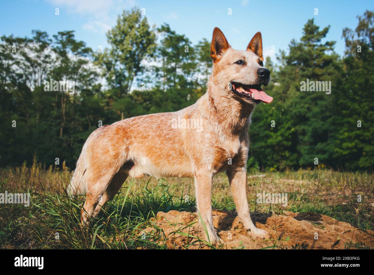 Australian Cattle Dog Banque D'Images