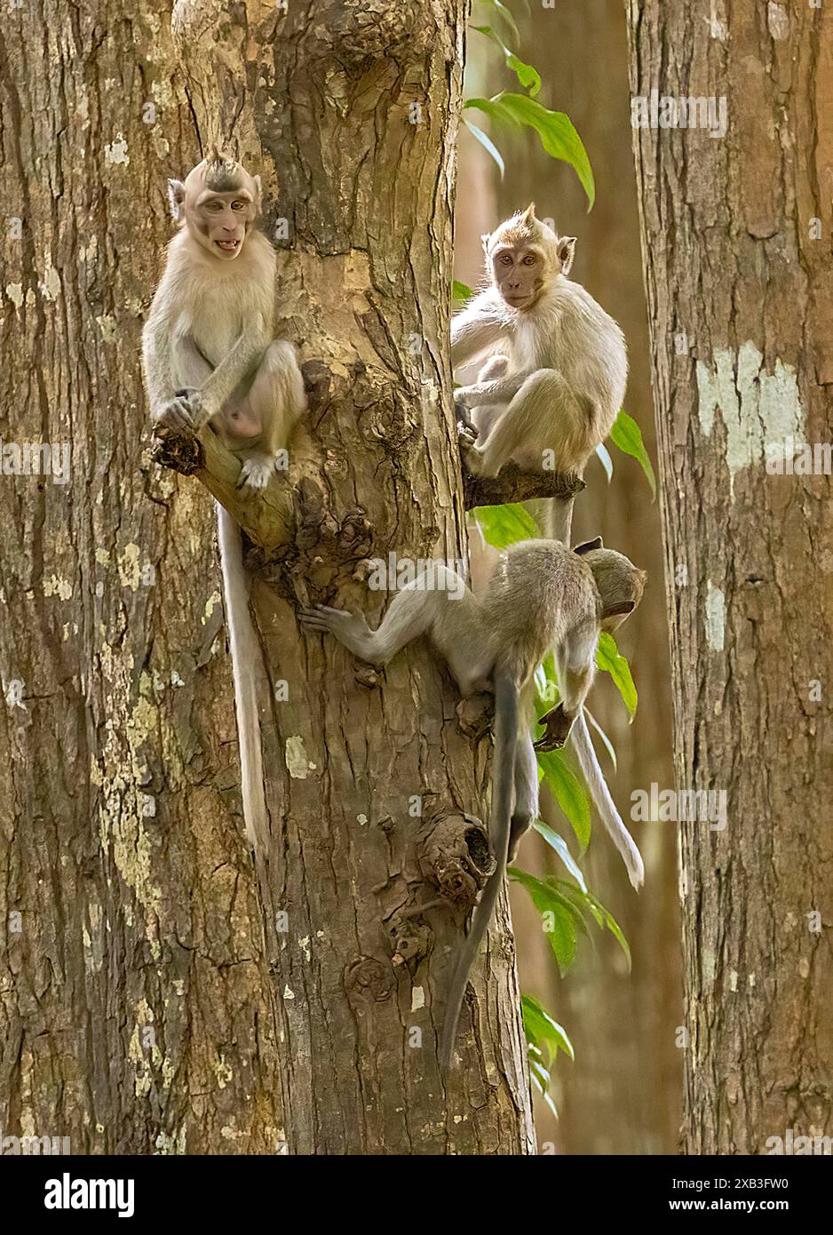 Singes assis sur des troncs d'arbres dans la forêt Banque D'Images