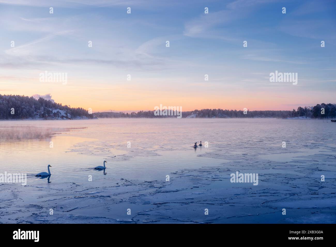 Cygnes dans le lac d'hiver au lever du soleil Banque D'Images