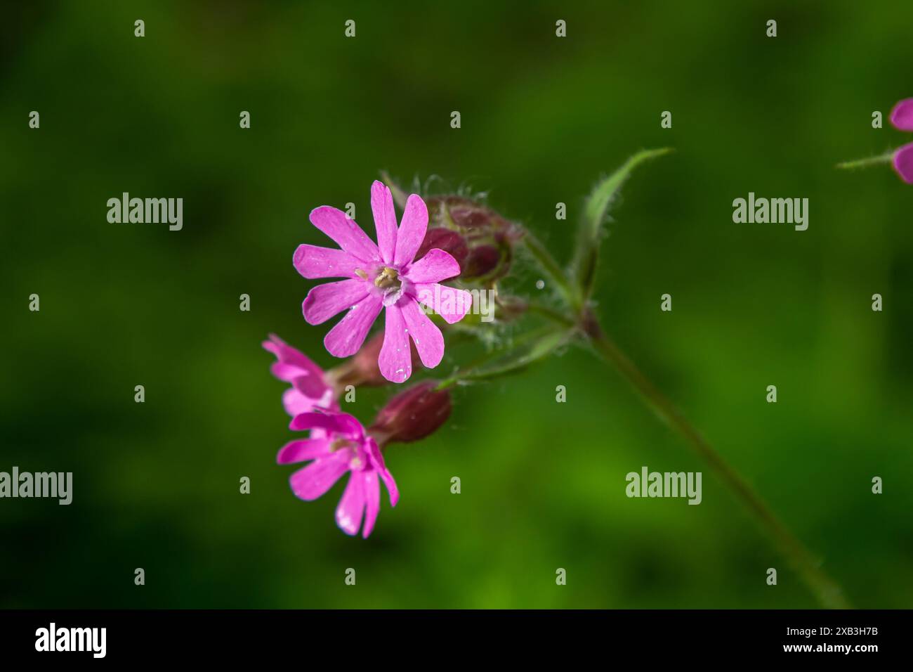 Silene dioica Melandrium rubrum, connu sous le nom de campion rouge et de mouche rouge, est une plante herbacée à fleurs de la famille des Caryophyllacées. Red campion. Banque D'Images