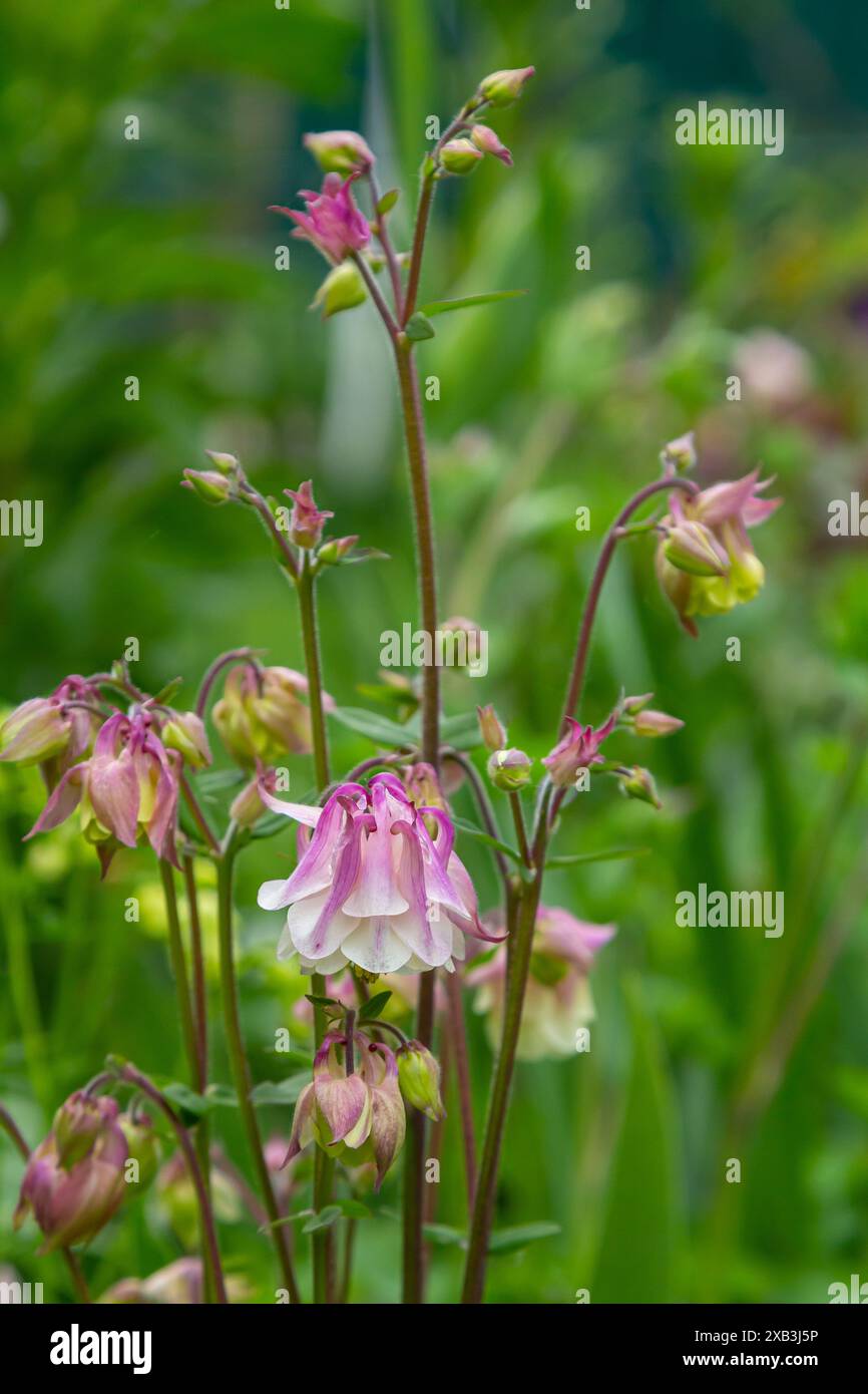 Blooming Aquilegia, plante de columbine dans le jardin. beau fond de printemps floral. Banque D'Images