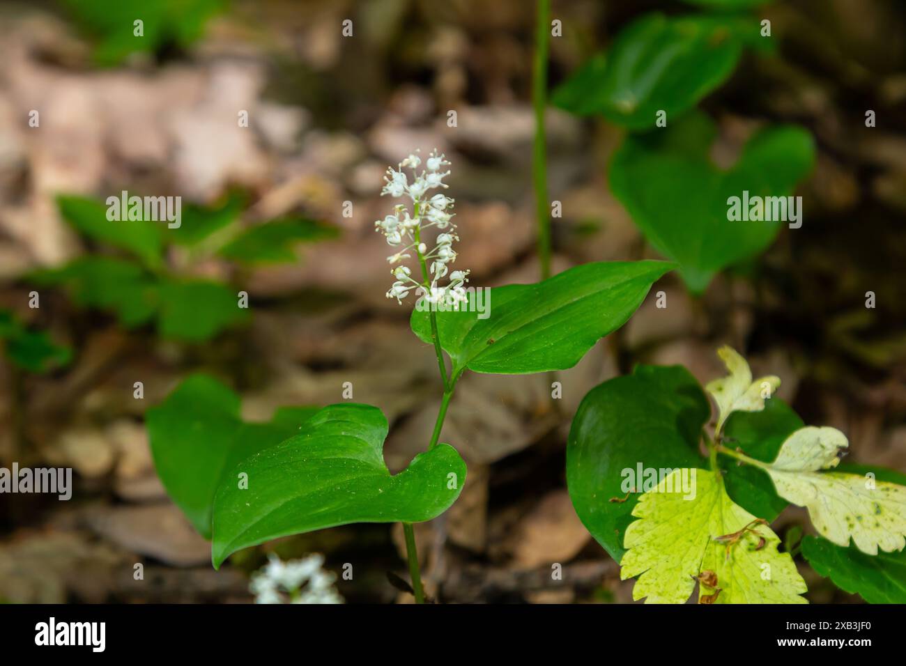 Maianthemum bifolium ou faux lis de la vallée ou lis de mai est souvent une plante à fleurs rhizomateuse commune localisée. Poussant dans la forêt. Banque D'Images