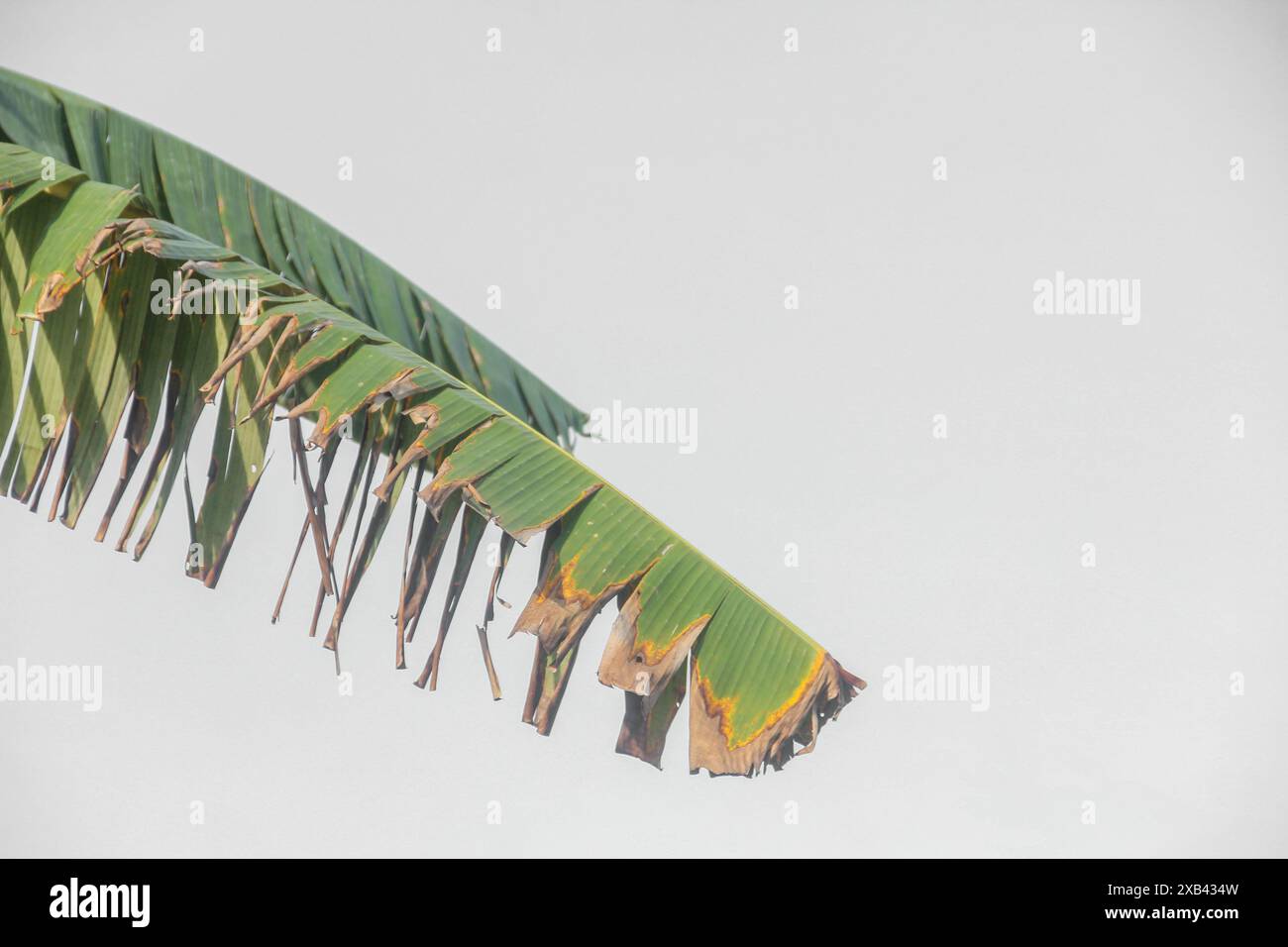 Gros plan d'une feuille de banane avec une structure de feuille claire et belle Banque D'Images