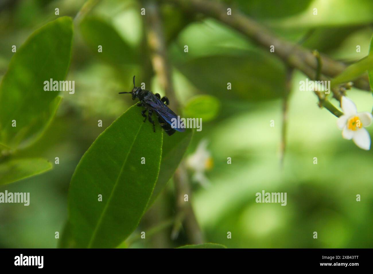 Scolia Dubia ou abeilles scoliides qui se perchent sur les fleurs des citronniers Banque D'Images