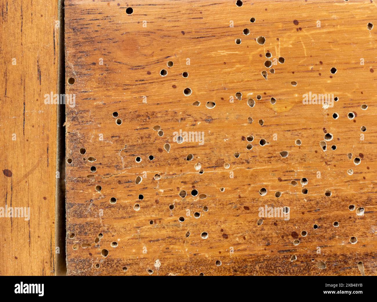 Ver des bois Anobium Punctatum dommages sur les meubles Banque D'Images