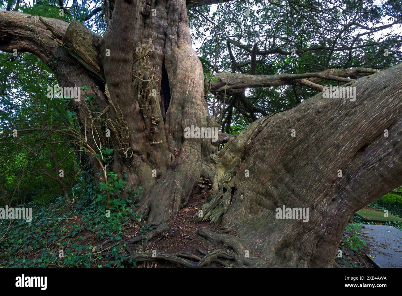 Cet ancien arbre à Yew qui pousse dans l'église St Deiniol au nord du pays de Galles aurait environ 2000 ans. Banque D'Images