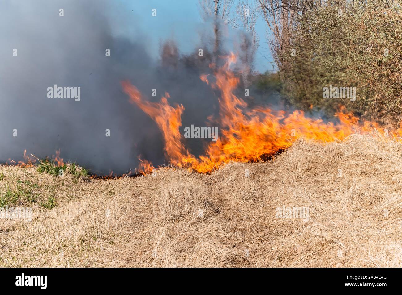 Herbe brûlante dans le champ, gros plan. Nature en feu. Thèmes du feu, du désastre et des événements extrêmes. Banque D'Images