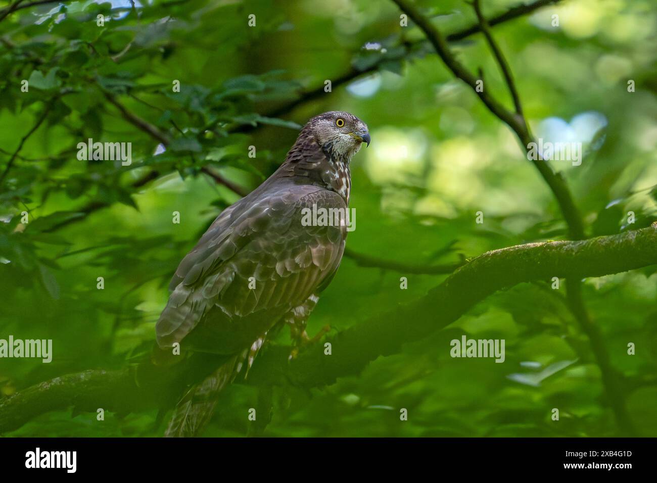 Femelle européenne du miel (Pernis apivorus) perchée dans un arbre dans une forêt de feuillus Banque D'Images