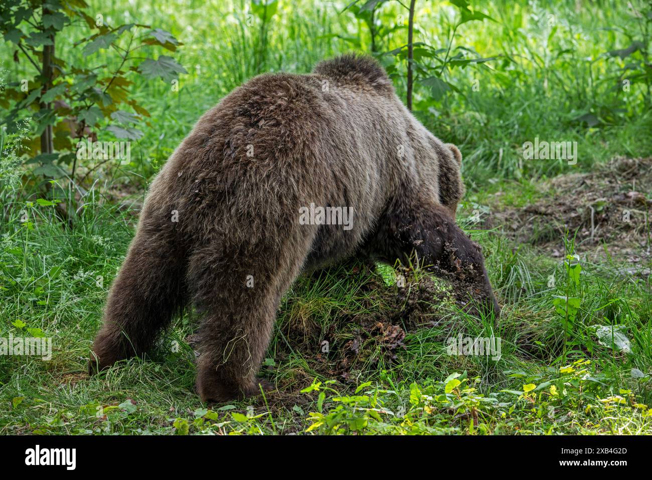 Ours brun couvrant la proie de feuilles, de sol, d'herbe et de débris forestiers dans un fourré de bois pour retourner plus tard à la cache pour se nourrir de la carcasse en décomposition Banque D'Images