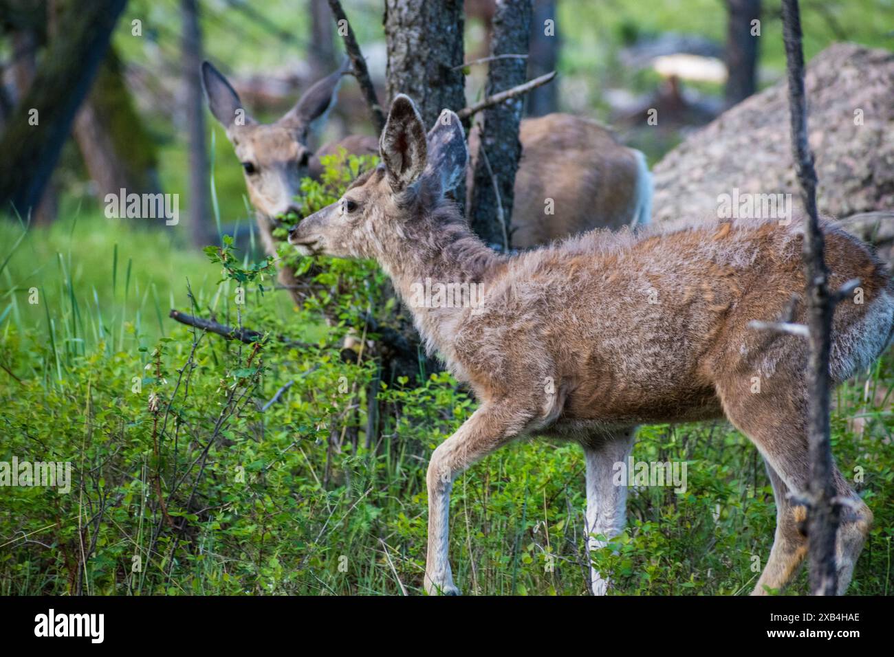 Gros plan sur le cerf de Mule qui accélère son manteau d'hiver et se nourrit dans le parc national de Yellowstone. Banque D'Images