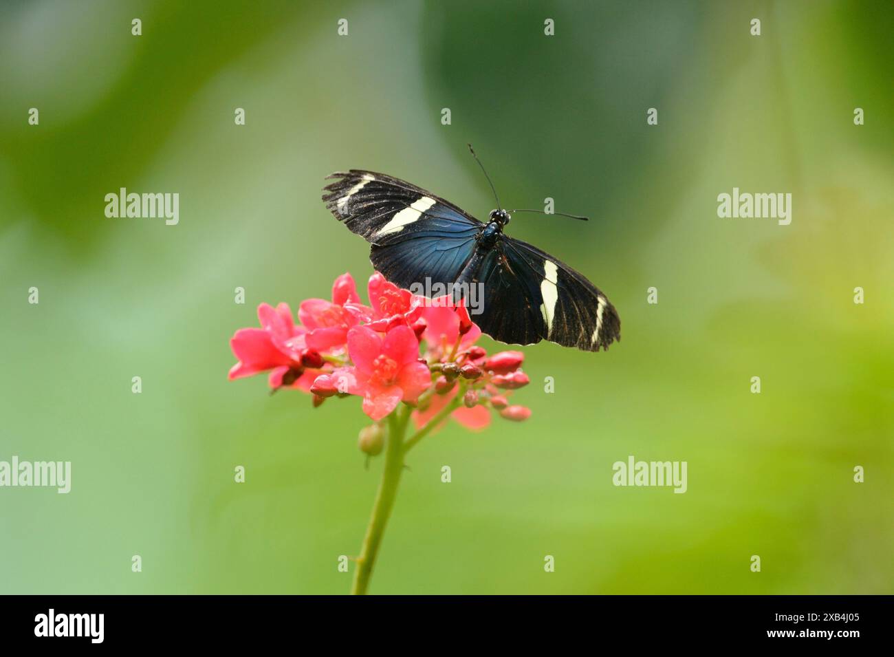 Gros plan d'un papillon Sara Longwing (Heliconius sara) sur une fleur rouge Banque D'Images