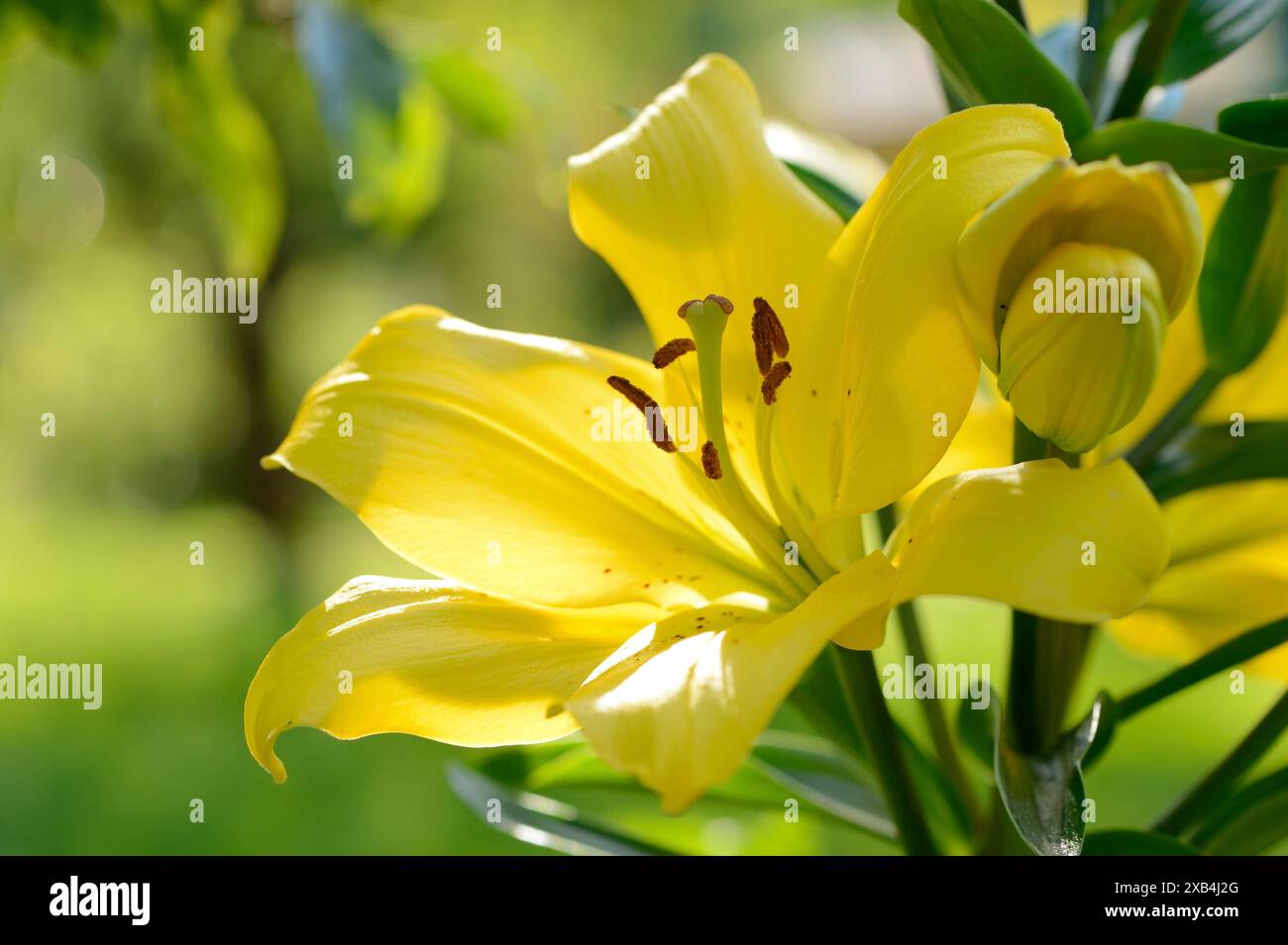 Gros plan de fleurs de lis dans un jardin au printemps, Bavière, Allemagne Banque D'Images