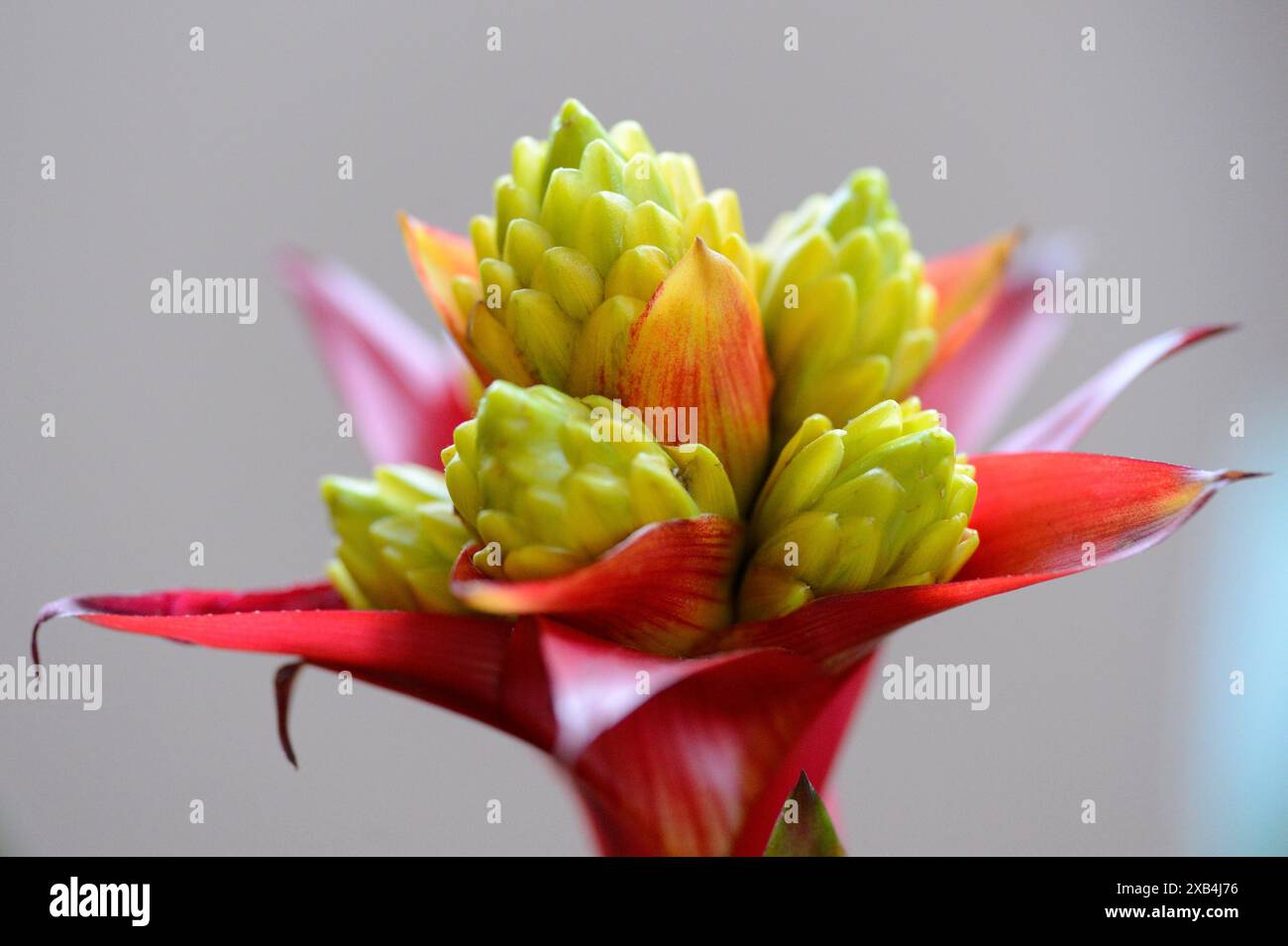 Gros plan d'une fleur exotique avec des pétales rouges et des pointes vertes, mettant en valeur ses détails complexes Banque D'Images