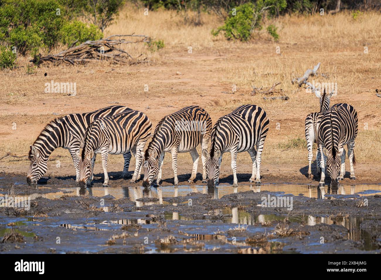 Zèbre de Burchell (Equus quagga burchellii) dans la réserve naturelle privée de Timbavati, Sotuh Afrique Banque D'Images